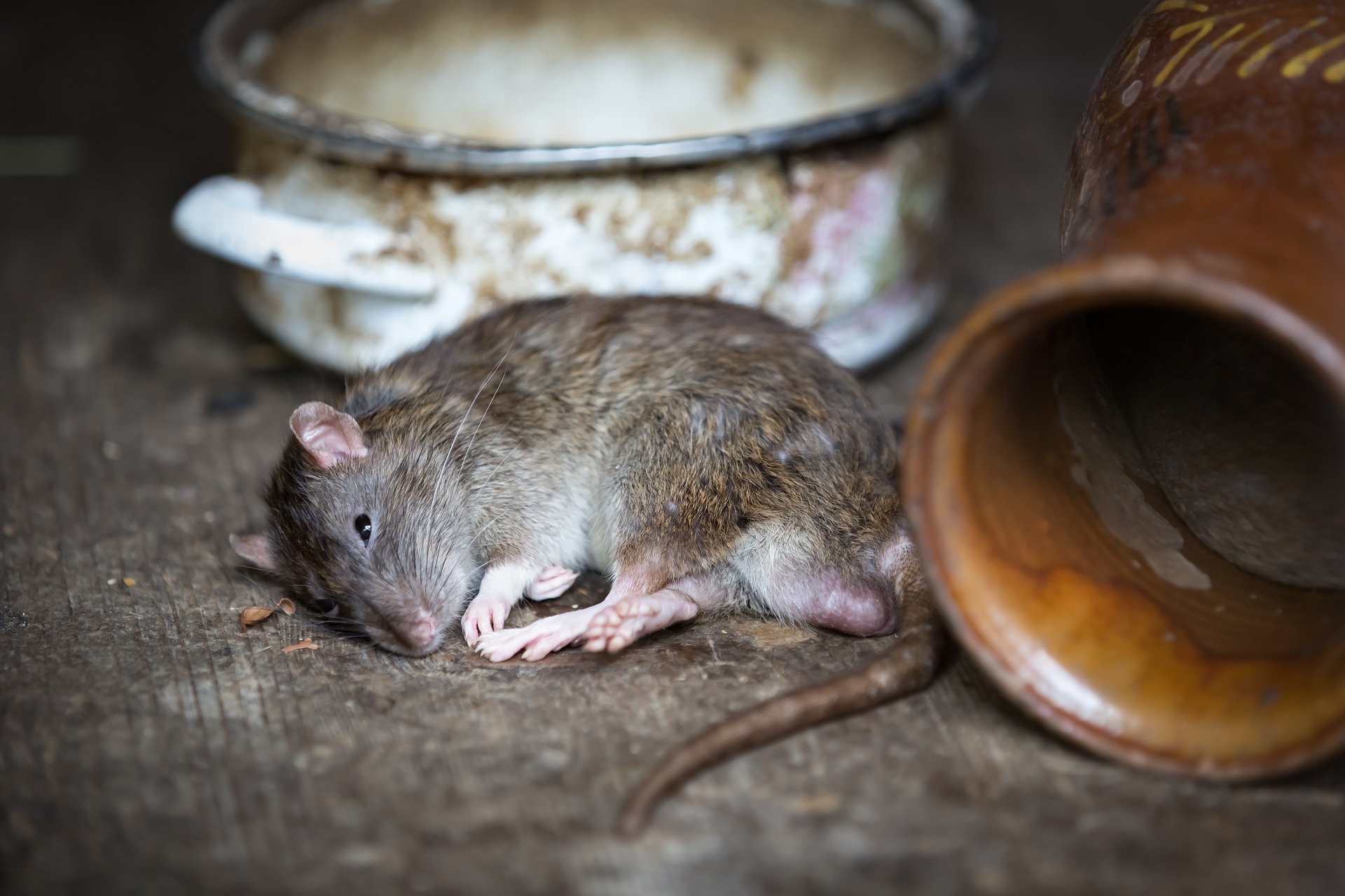Почему крыса пищит. Церковная мышь. Крыса домовая. Пальмовая крыса.